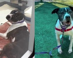 Senior shelter dog with a “young spirit” overlooked for over 800 days — looking for a home