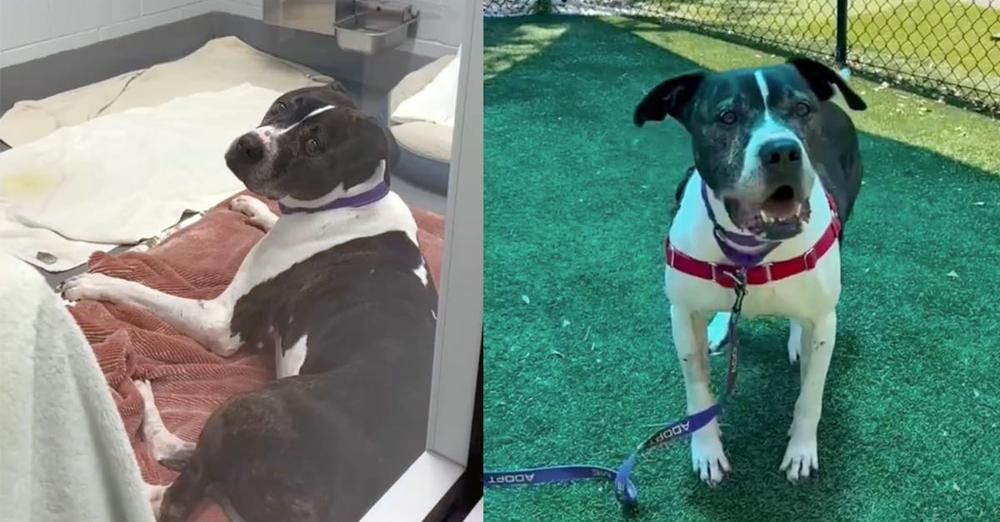 Senior shelter dog with a “young spirit” overlooked for over 800 days — looking for a home