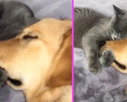 Mom Walks In On The Most Adorable Moment Between The Cat And Dog