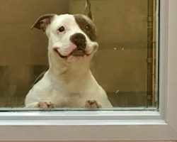 Disabled Shelter Dog In Mall Window Smiles Her Way Through Confinement