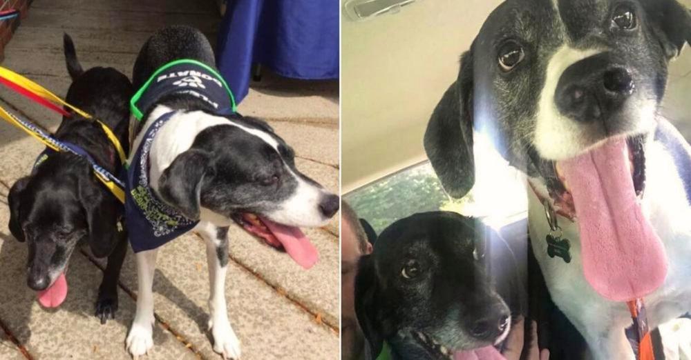 Guy Attempts To Put Down His Healthy Dogs Because His Girlfriend Asks Him To