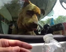 Police officers rescue dog left locked in dangerously hot U-Haul while owners at the beach