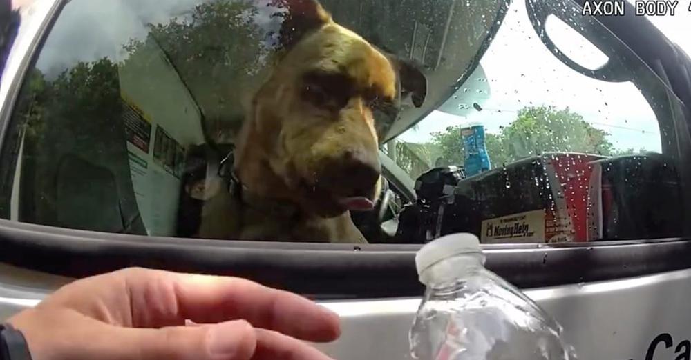 Police officers rescue dog left locked in dangerously hot U-Haul while owners at the beach