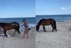 Woman ‘Whacked’ Wild Horse With Shovel And Did Not Expect To Receive “Instant Karma”