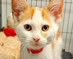 Cat was shoved through mailbox slot at post office — now “Special Delivery” is in good hands