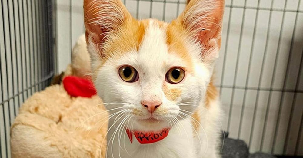 Cat was shoved through mailbox slot at post office — now “Special Delivery” is in good hands