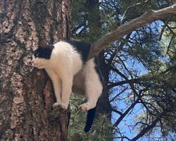 Firefighters save cat stuck in tree at Grand Canyon National Park: photo has internet cracking up