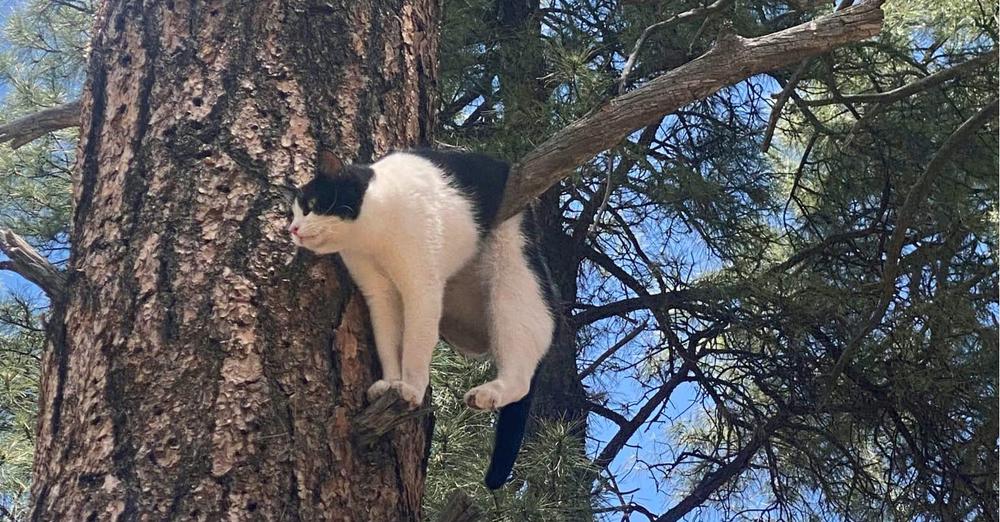 Firefighters save cat stuck in tree at Grand Canyon National Park: photo has internet cracking up