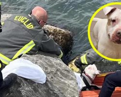 Man jumps into lake to save drowning dog: “My instincts kicked in”