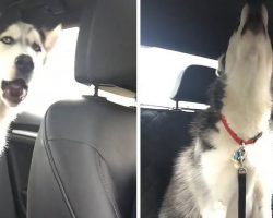 Husky Is Disappointed With The Rain, Lets Mom Hear All About It