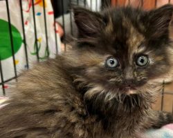 Shelter takes in cat, discovers he has extremely rare trait: “Like spotting a unicorn”