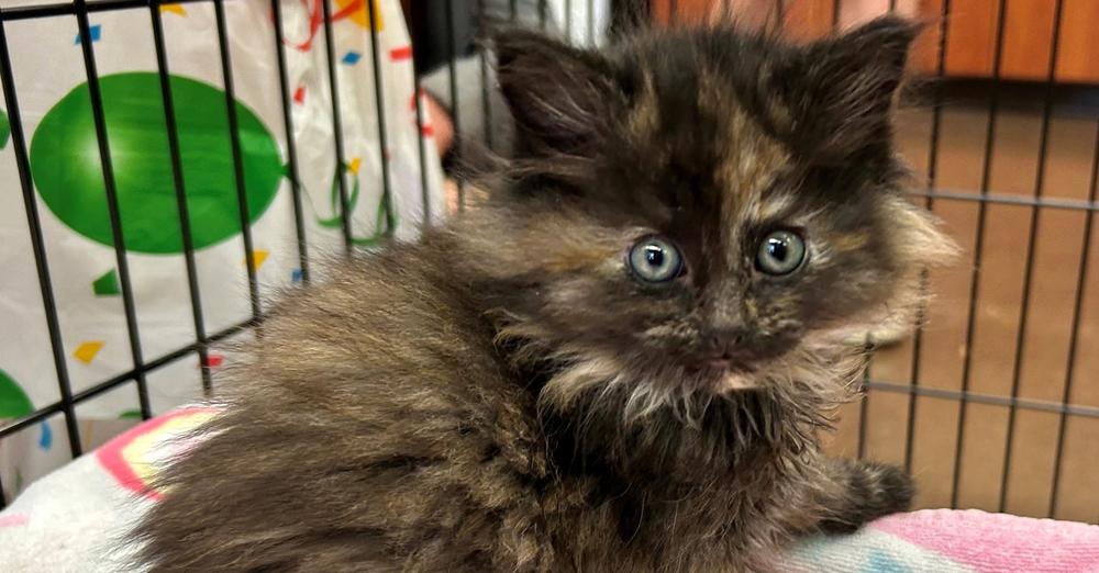 Shelter takes in cat, discovers he has extremely rare trait: “Like spotting a unicorn”