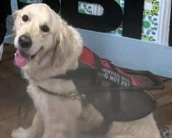Blind woman denied service at restaurant because of her service dog, cursed at by owner
