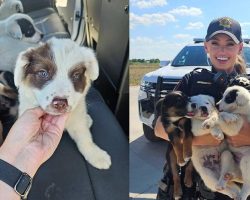 Eight puppies rescued after being abandoned in crate on 100-degree day