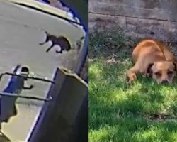 Dog left heartbroken after man tossed her over fence into stranger’s yard