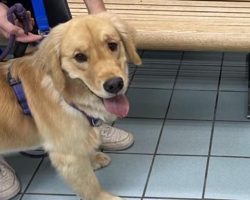 Family brings golden retriever home from daycare — cats’ reaction tells them something’s not right