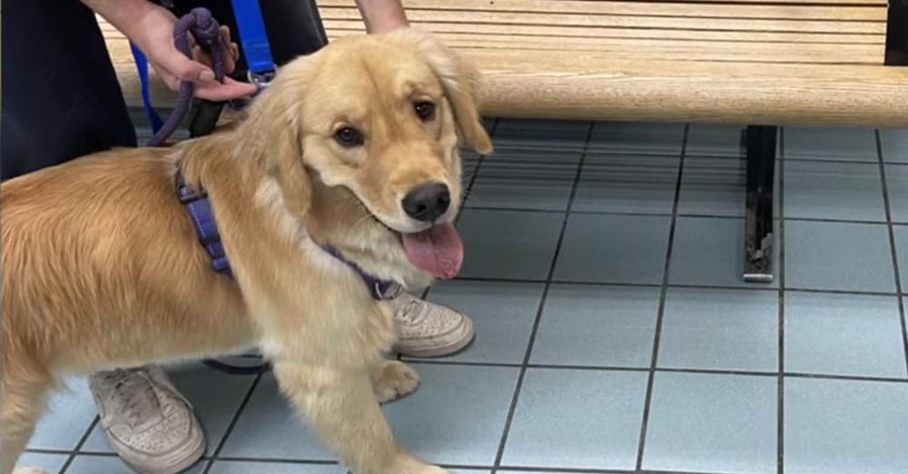 Family brings golden retriever home from daycare — cats’ reaction tells them something’s not right