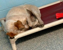Dog Cries Herself To Sleep When Her Brother Gets Adopted