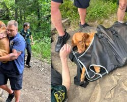 Rescuers carry dog down “extremely treacherous” trail after he was bitten by venomous snake