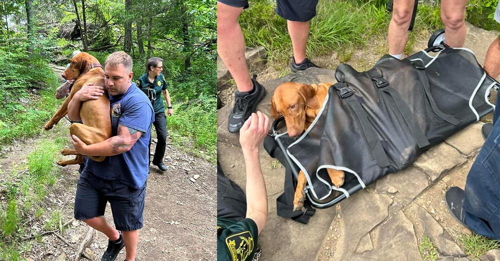 Rescuers carry dog down “extremely treacherous” trail after he was bitten by venomous snake