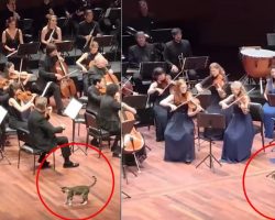 Curious stray cat steals the show after crashing orchestra concert: “His moment”