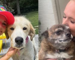 Miranda Lambert mourning two rescue dogs who died within 6 weeks: “two of the best and most loyal friends”
