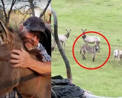 Pet donkey was thought to be dead — 5 years later he’s discovered alive with unexpected new family