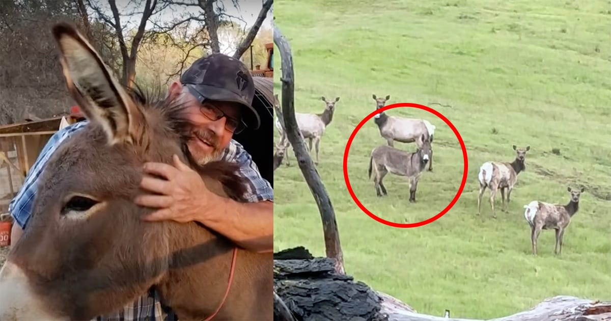 Pet donkey was thought to be dead — 5 years later he’s discovered alive with unexpected new family