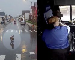 Bus driver sees loose dog in the street, almost getting hit by cars — makes an unplanned stop to save the day