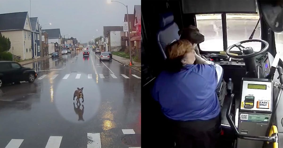Bus driver sees loose dog in the street, almost getting hit by cars — makes an unplanned stop to save the day
