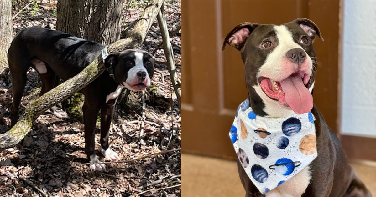 Obie, abandoned dog who was found tied up to tree, finally adopted after 60 days