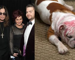 The Osbournes adopt bulldog who was “severely burned” after being set on fire: “Still so full of love”