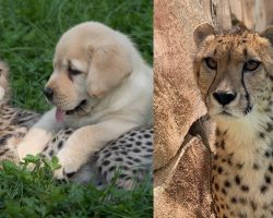 Emmett, cheetah famous for lifelong friendship with Labrador retriever, has died — rest in peace