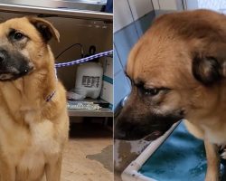 Dog left heartbroken after being surrendered to shelter after 2 years: “He doesn’t understand where his person went”
