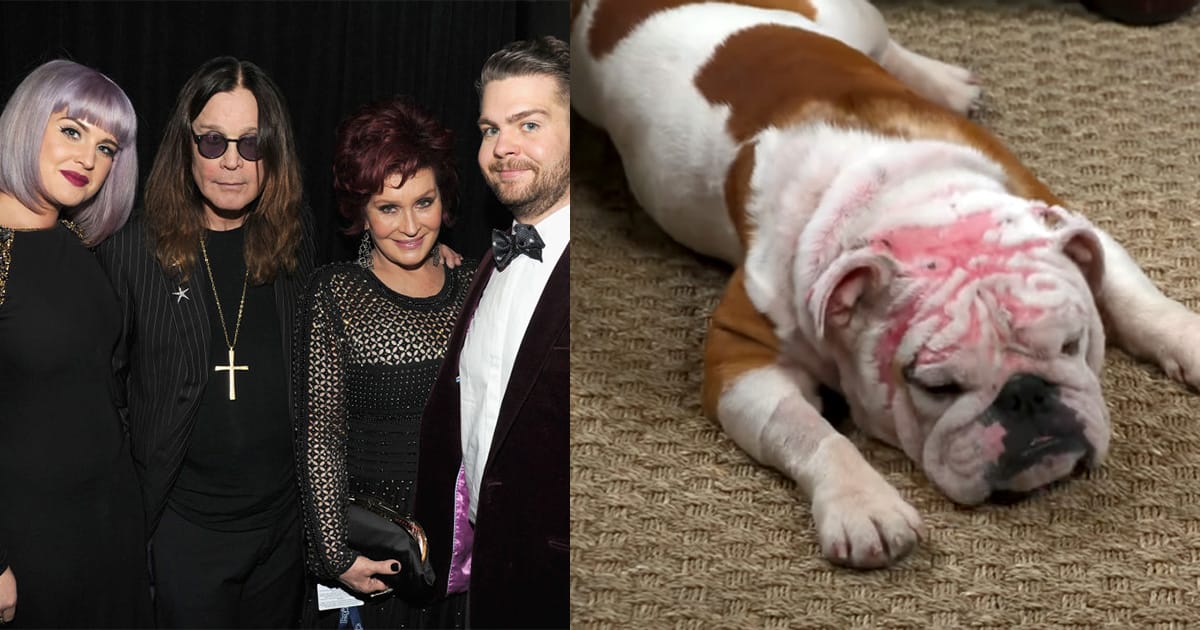 The Osbournes adopt bulldog who was “severely burned” after being set on fire: “Still so full of love”