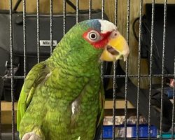 Update: Pepper, “foul-mouthed” parrot with talent for cursing, has been adopted