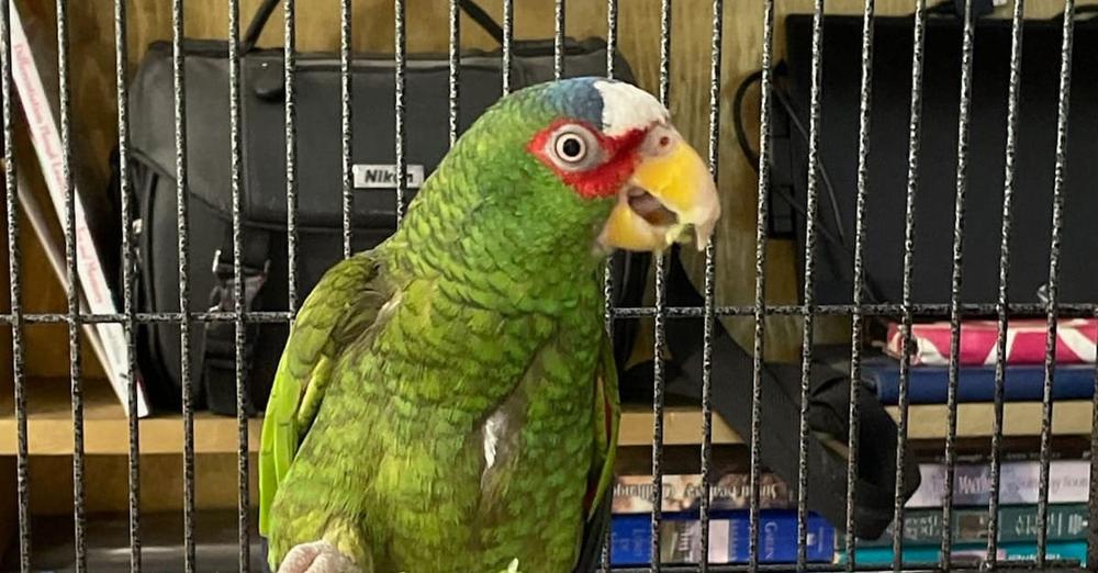 Update: Pepper, “foul-mouthed” parrot with talent for cursing, has been adopted