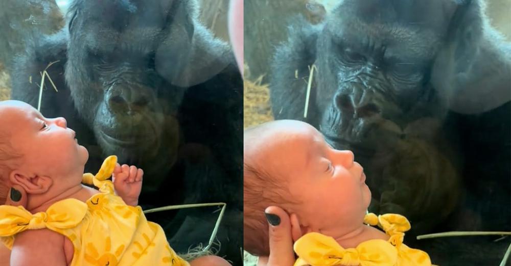 Gorilla kisses woman’s baby in heartwarming viral video