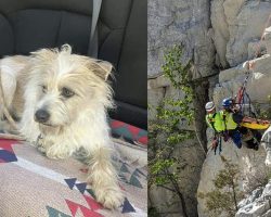 Dog survived 50-foot fall of cliff in quarry — rescuers rappel down to save his life