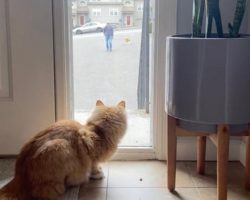 Cat Always Waits For His Buds To Come Back From Their Walks