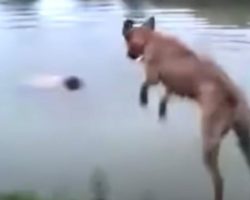 Heroic Dog Goes In For A Rescue He Thinks He Needs To Make
