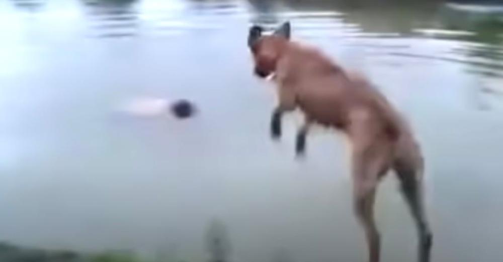 Heroic Dog Goes In For A Rescue He Thinks He Needs To Make