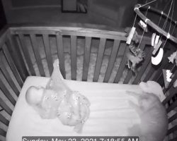 Cat Pays Baby In Crib An Early Morning Visit And Has Some Fun