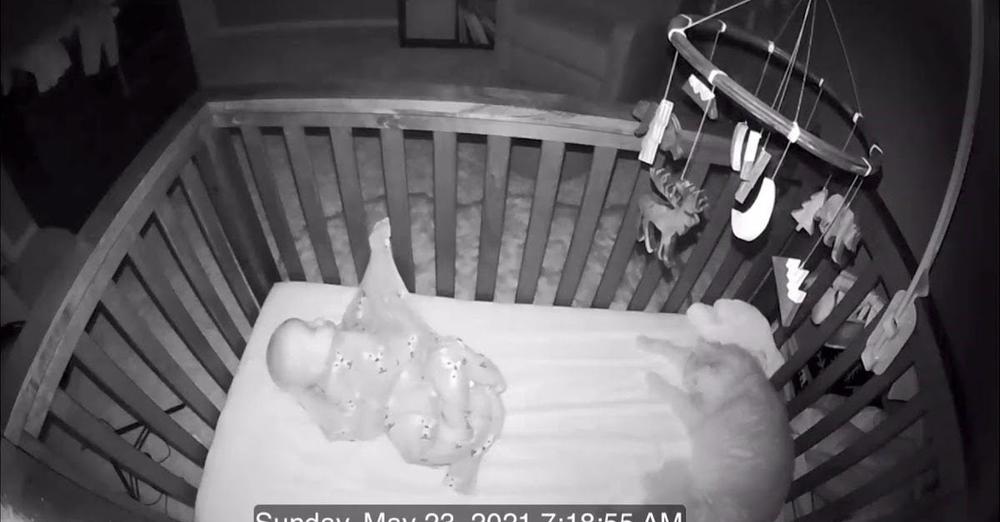 Cat Pays Baby In Crib An Early Morning Visit And Has Some Fun