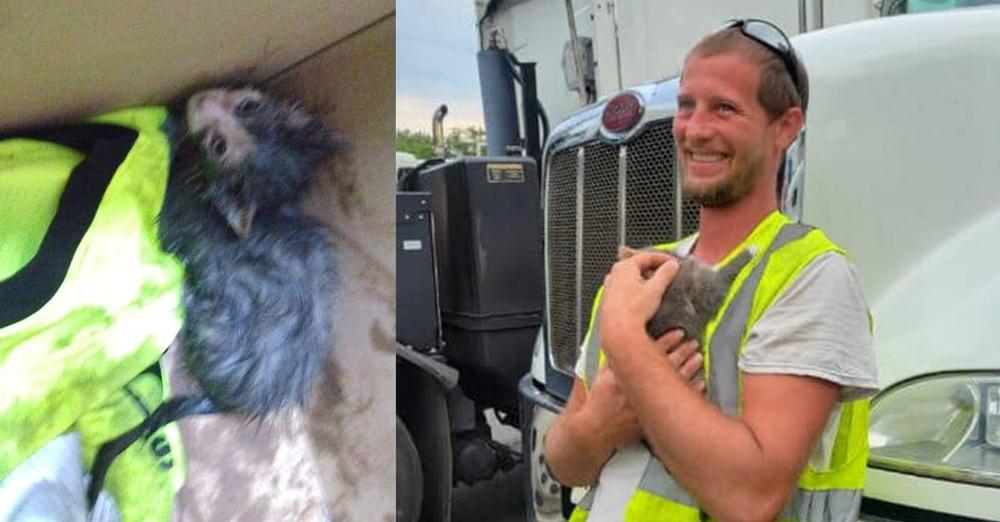 Kitten was nearly killed by compactor blades after getting picked up with recycling — employee saves her life