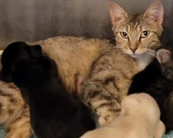 Shelter cat takes care of two orphaned puppies as her own: “a really good mommy”