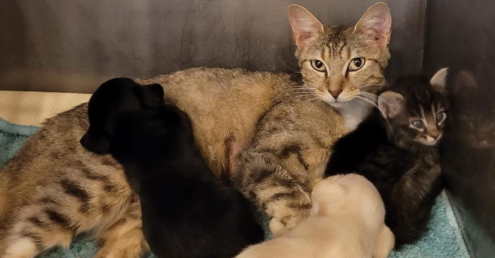 Shelter cat takes care of two orphaned puppies as her own: “a really good mommy”