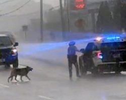 Trooper goes out of his way to get loose German shepherd out of the pouring rain: video