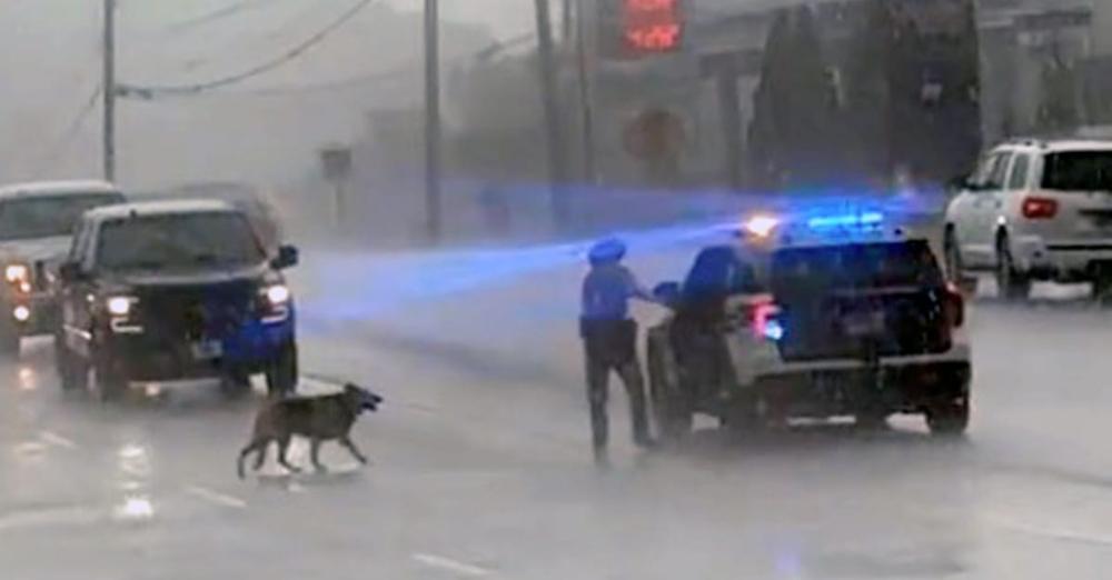 Trooper goes out of his way to get loose German shepherd out of the pouring rain: video