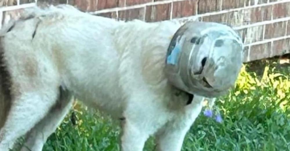 Stray dog had plastic bowl stuck on head: rescue team goes the extra mile to free her